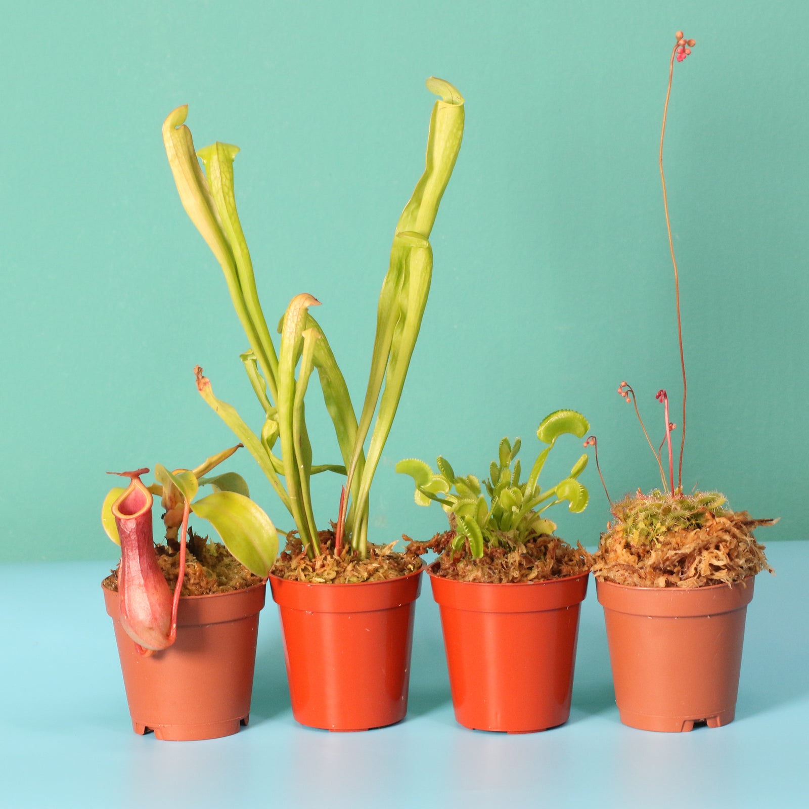 Carnivorous Plant Bundle