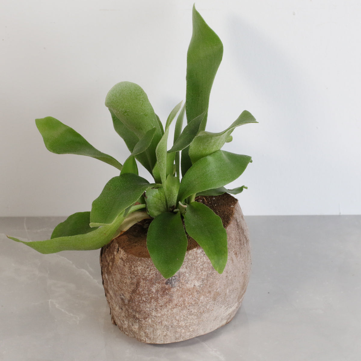 Staghorn Fern