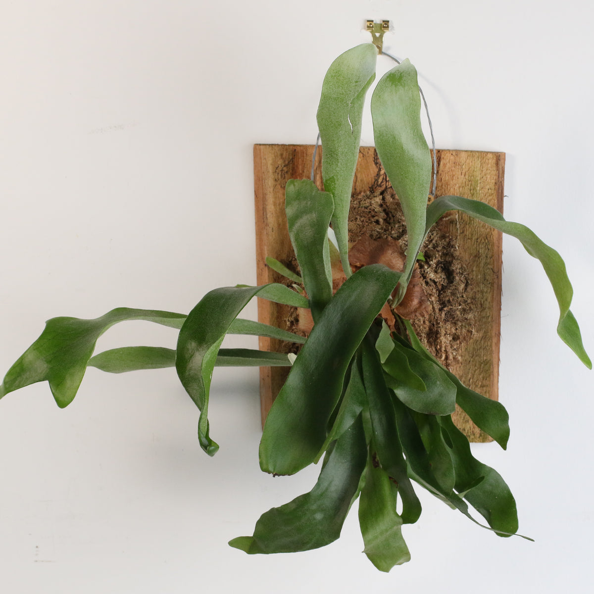 Staghorn Fern