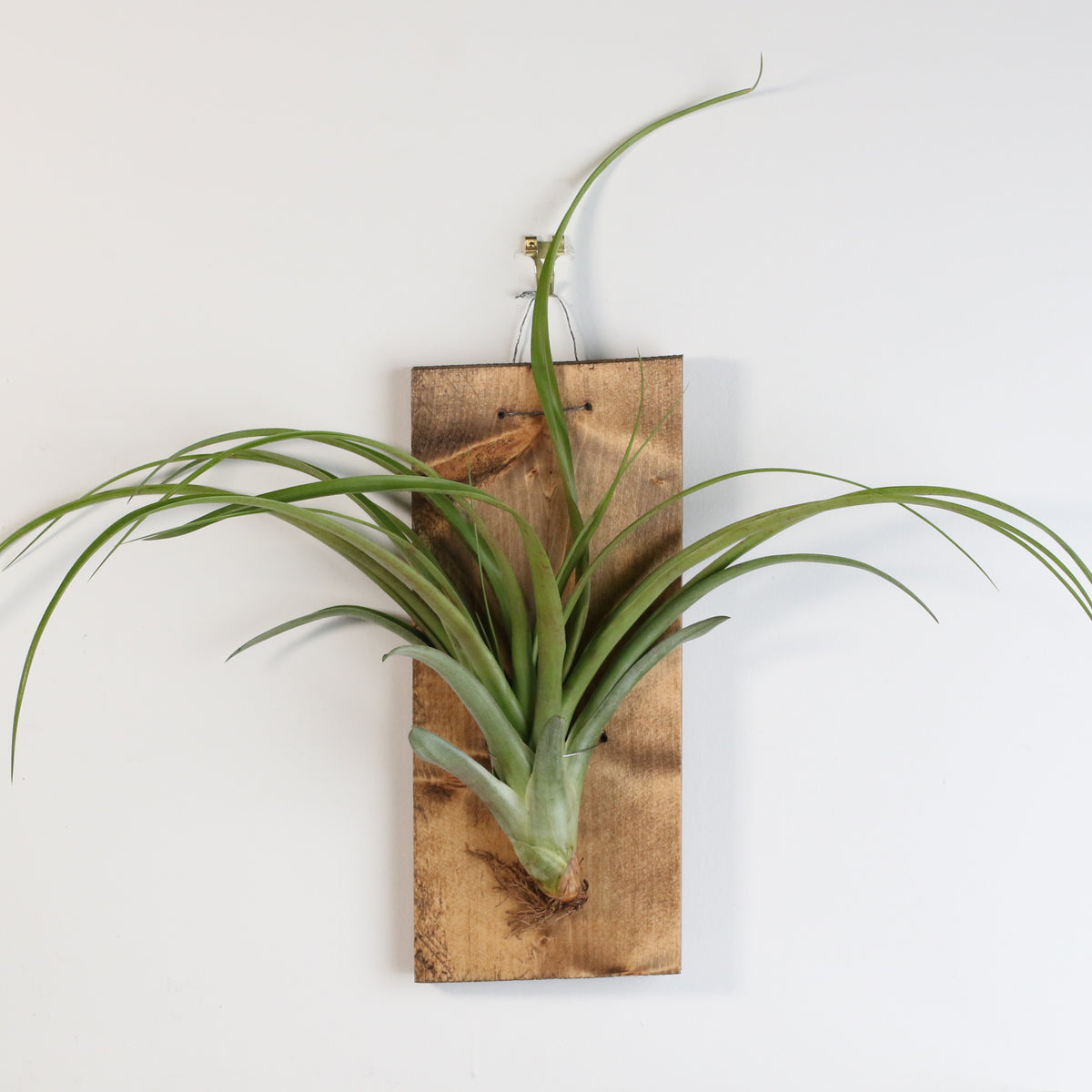 Staghorn Fern
