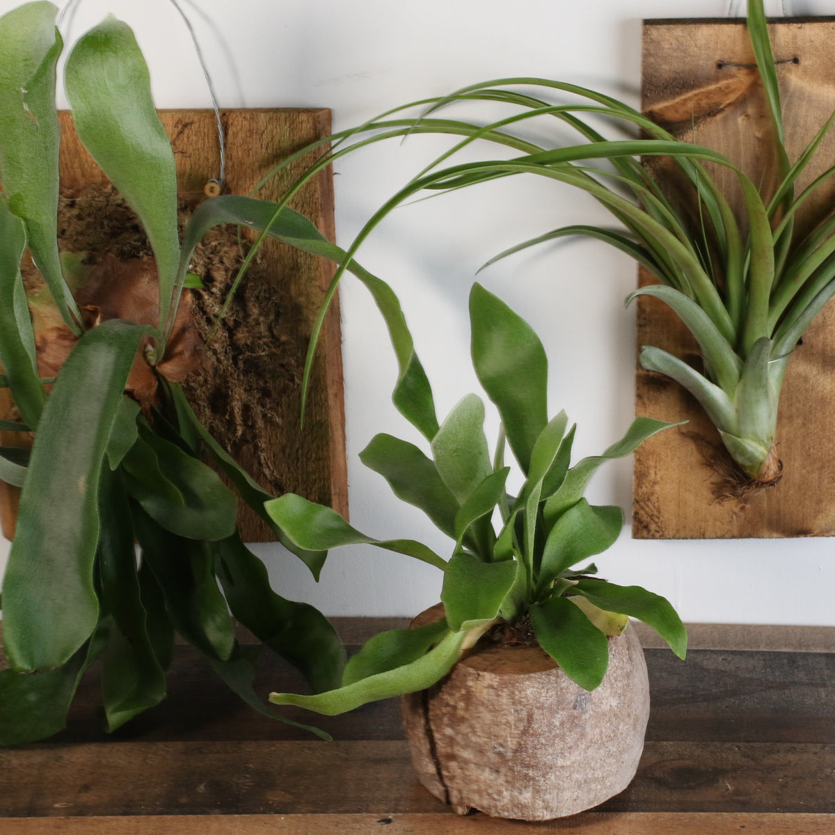 Staghorn Fern