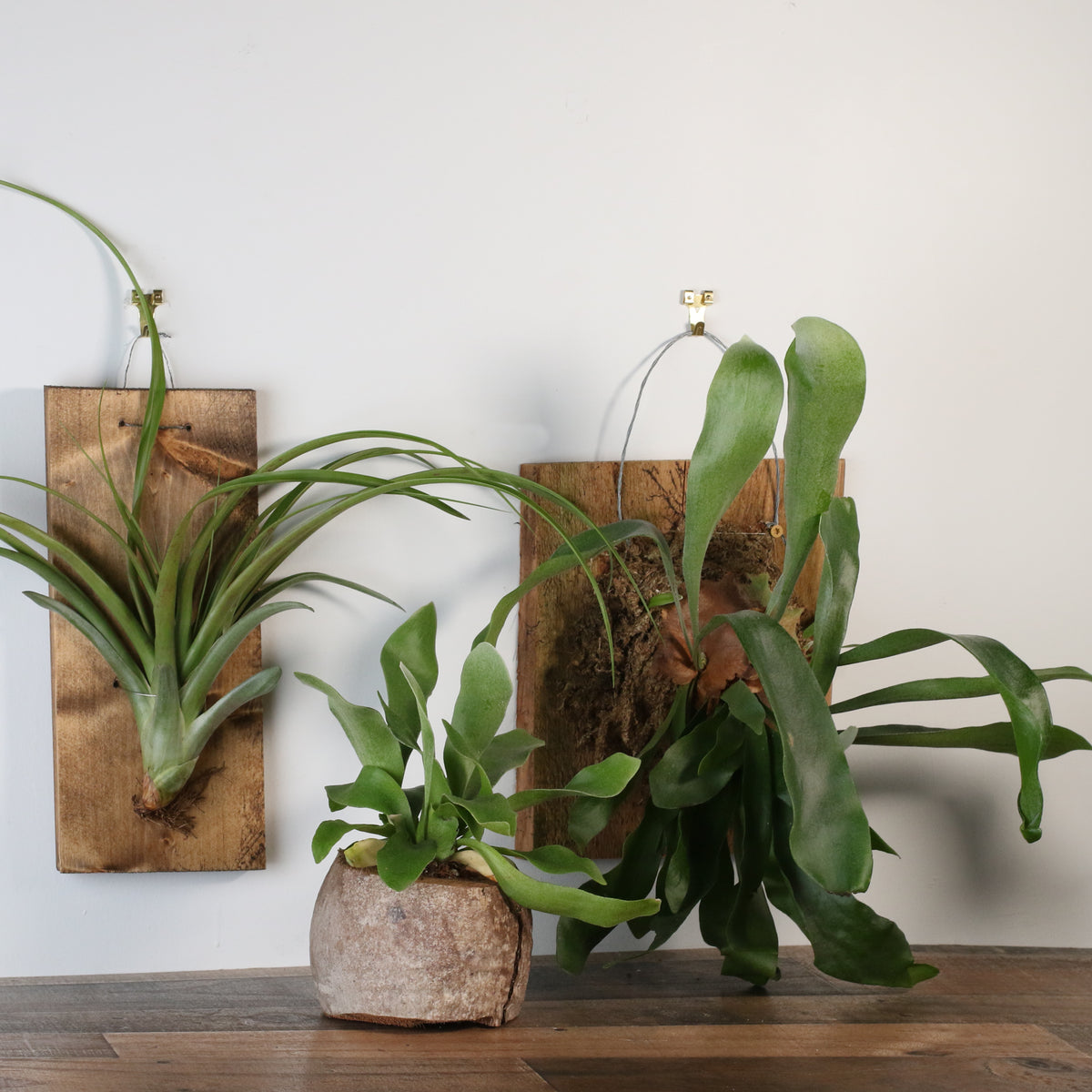 Staghorn Fern