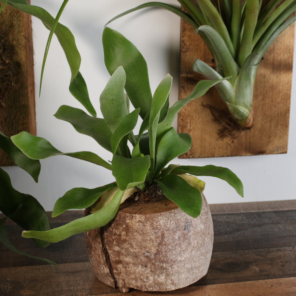 Staghorn Fern