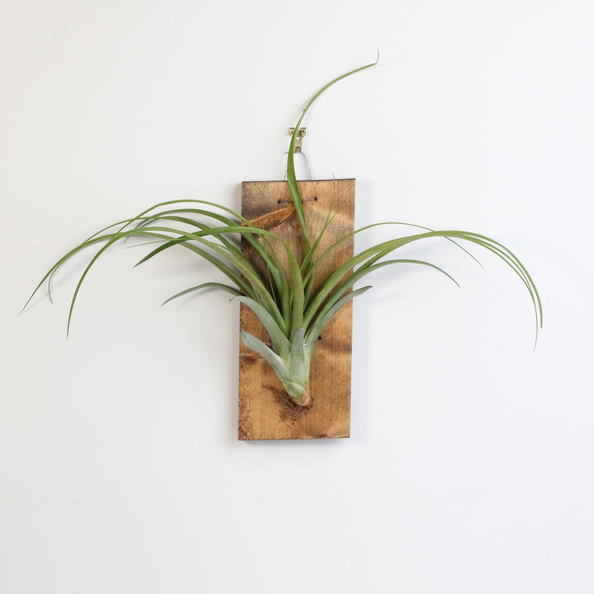 Staghorn Fern