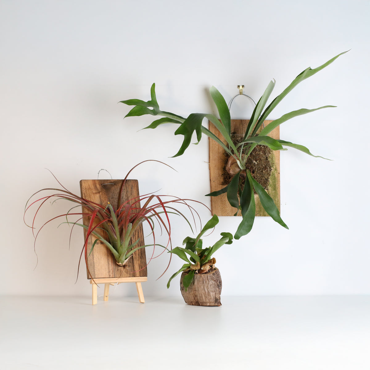 Staghorn Fern
