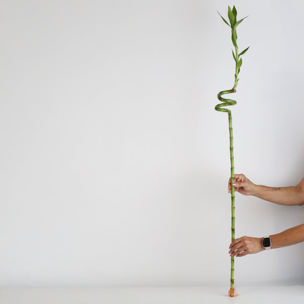 lucky bamboo sticks number Lucky Bamboo TWISTS Water Plant EXTRA LARGE 46"