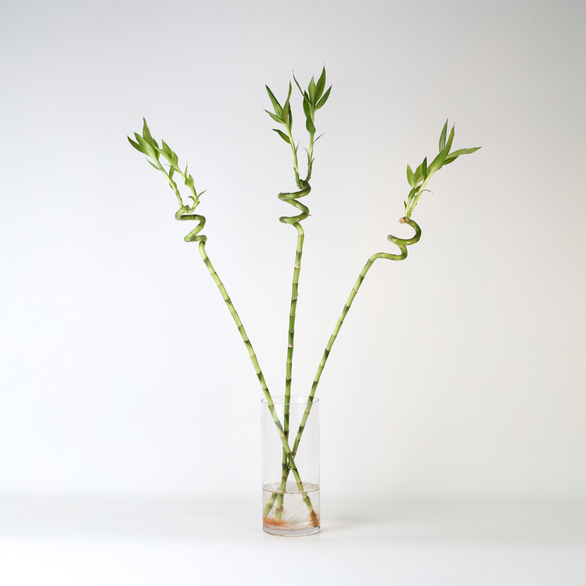 Lucky Bamboo Twists Water Plant XL 46"