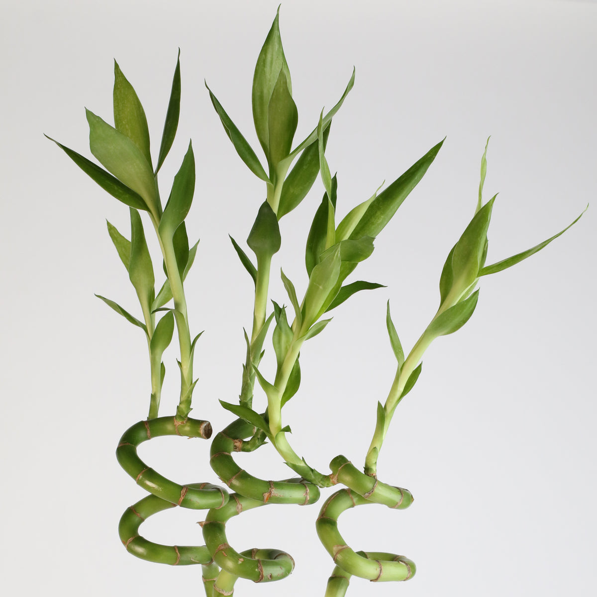 Lucky Bamboo Twists Water Plant XL 46"