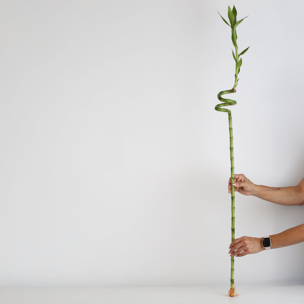 Lucky Bamboo Twists Water Plant XL 46" in hand