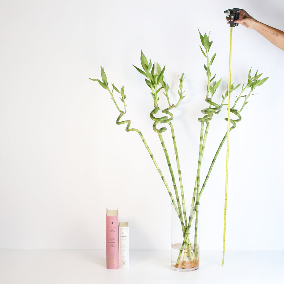 Lucky Bamboo Twists Water Plant XL 46"