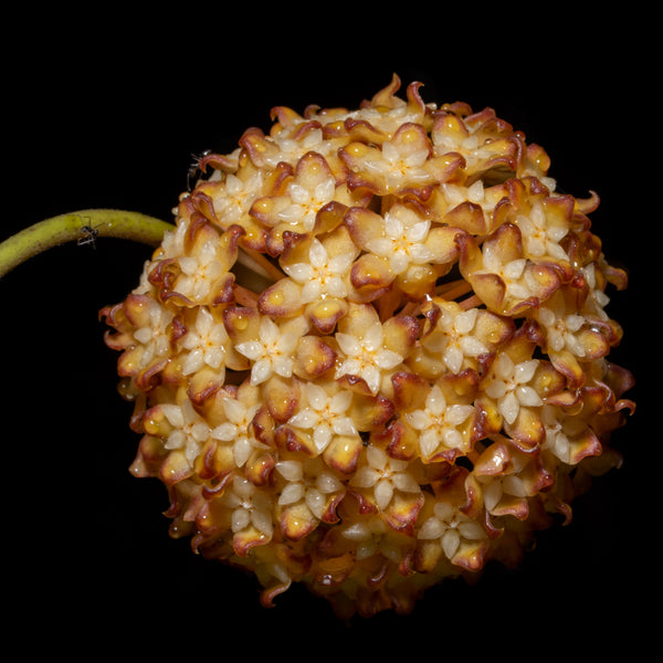 Hoya Pot of Gold - Verdant Lyfe