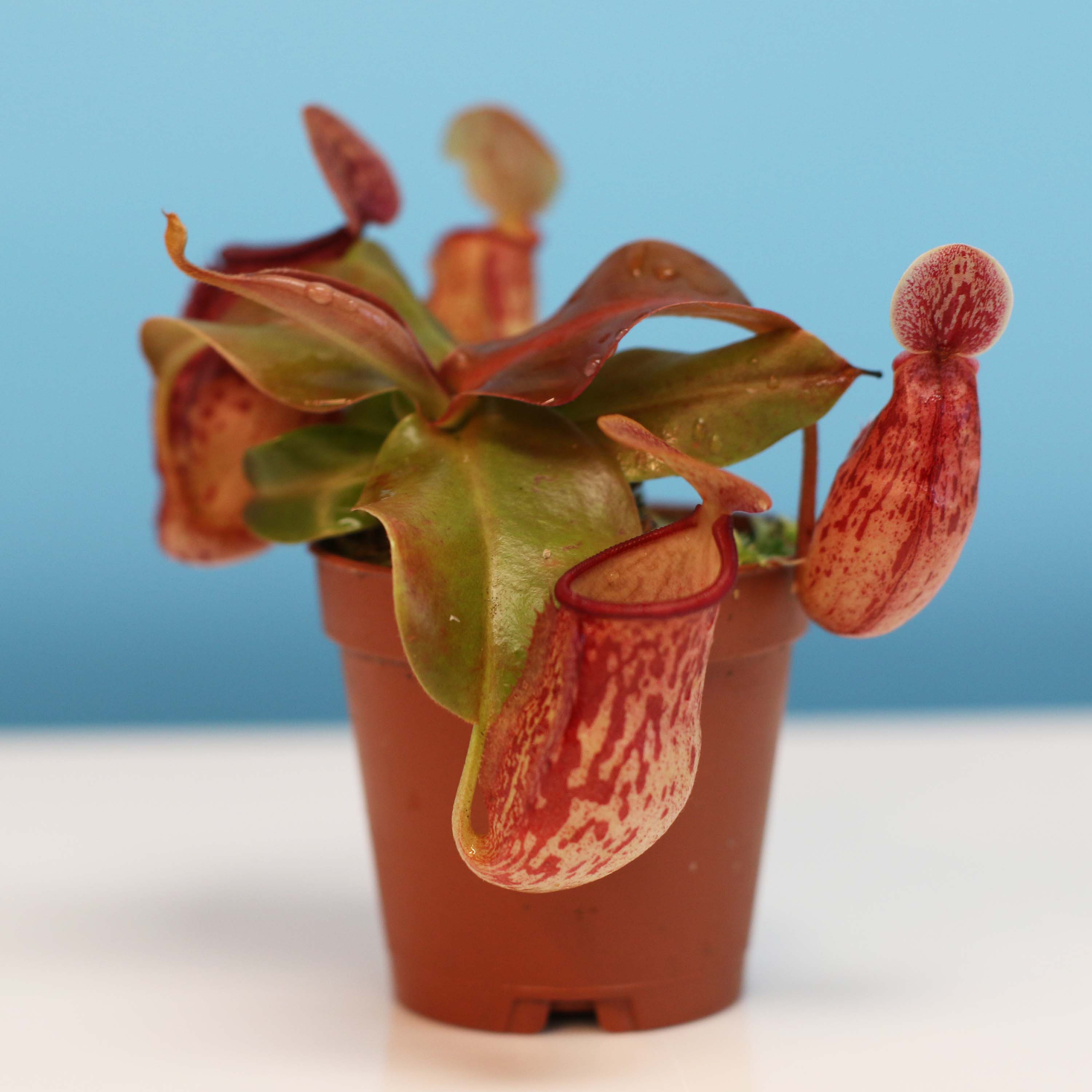 Tropical Pitcher Plant Nepenthes Gaya Carnivorous Verdant Lyfe