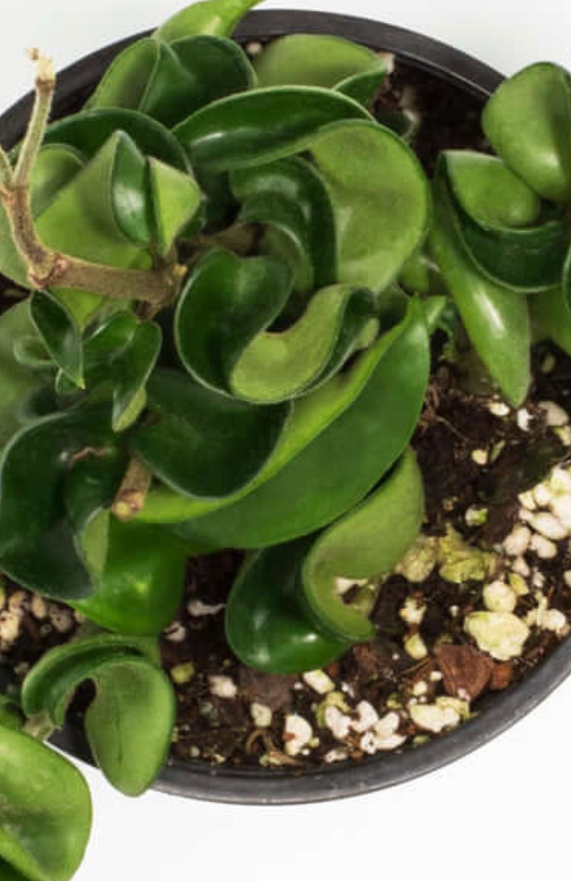 Hoya Compacta Curly Rope Plant