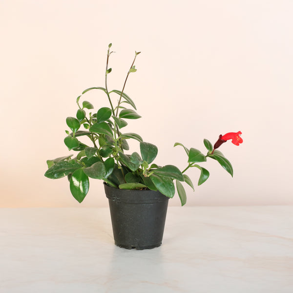 Hoya Mona Lisa Lipstick Plant - Verdant Lyfe