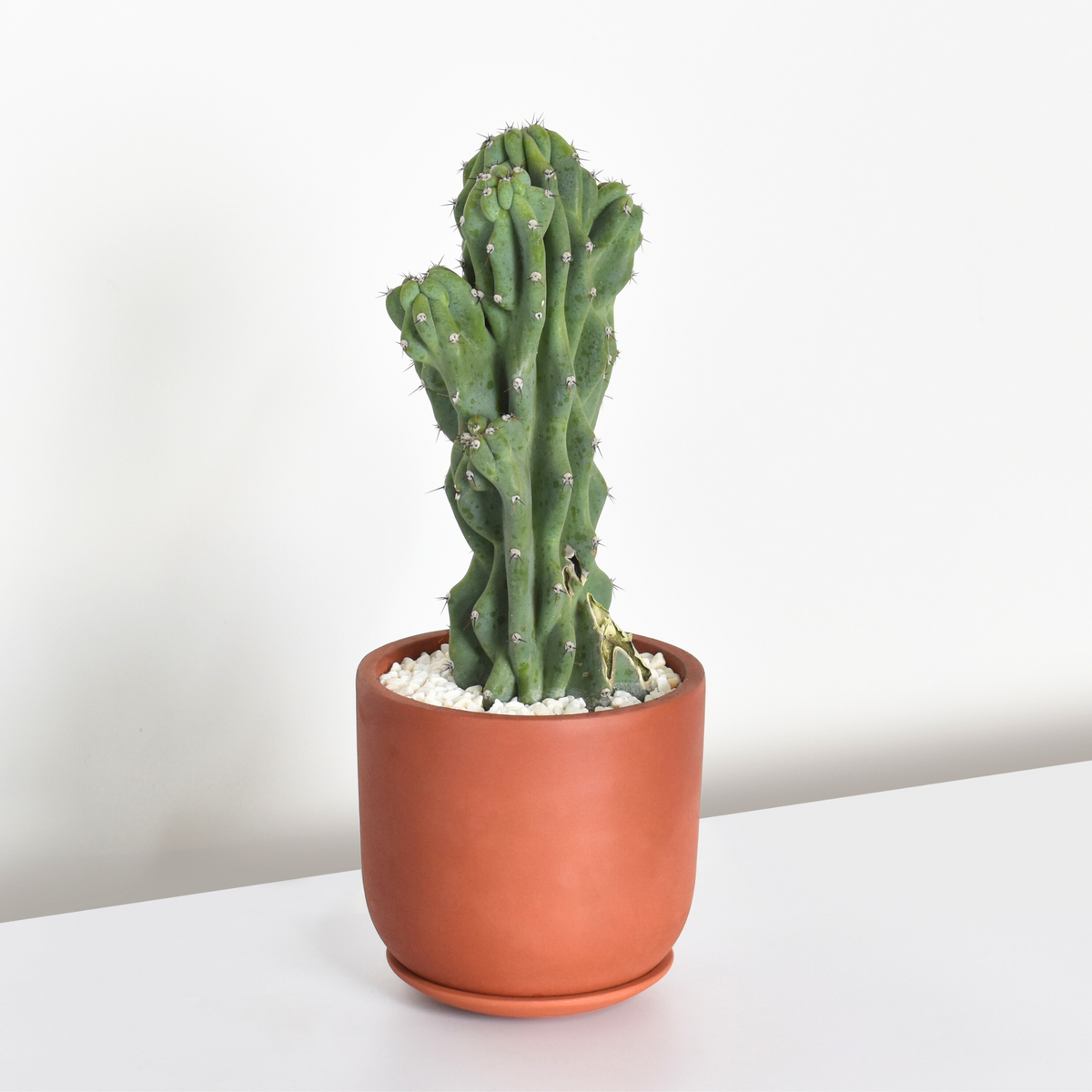 Monstrose Peruvian Apple Cactus