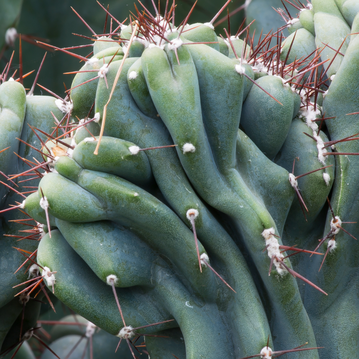 Monstrose Peruvian Apple Cactus