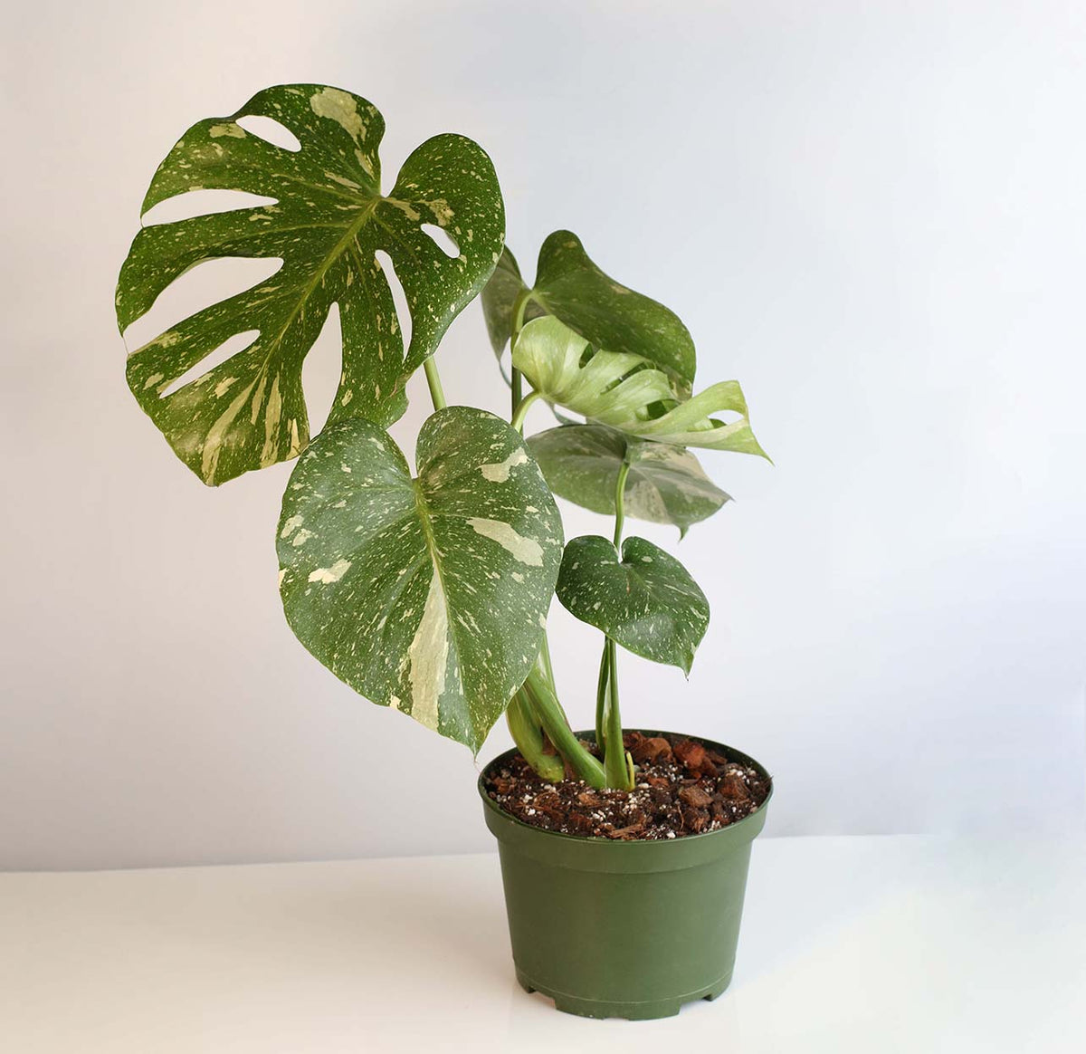 Monstera Thai Constellation