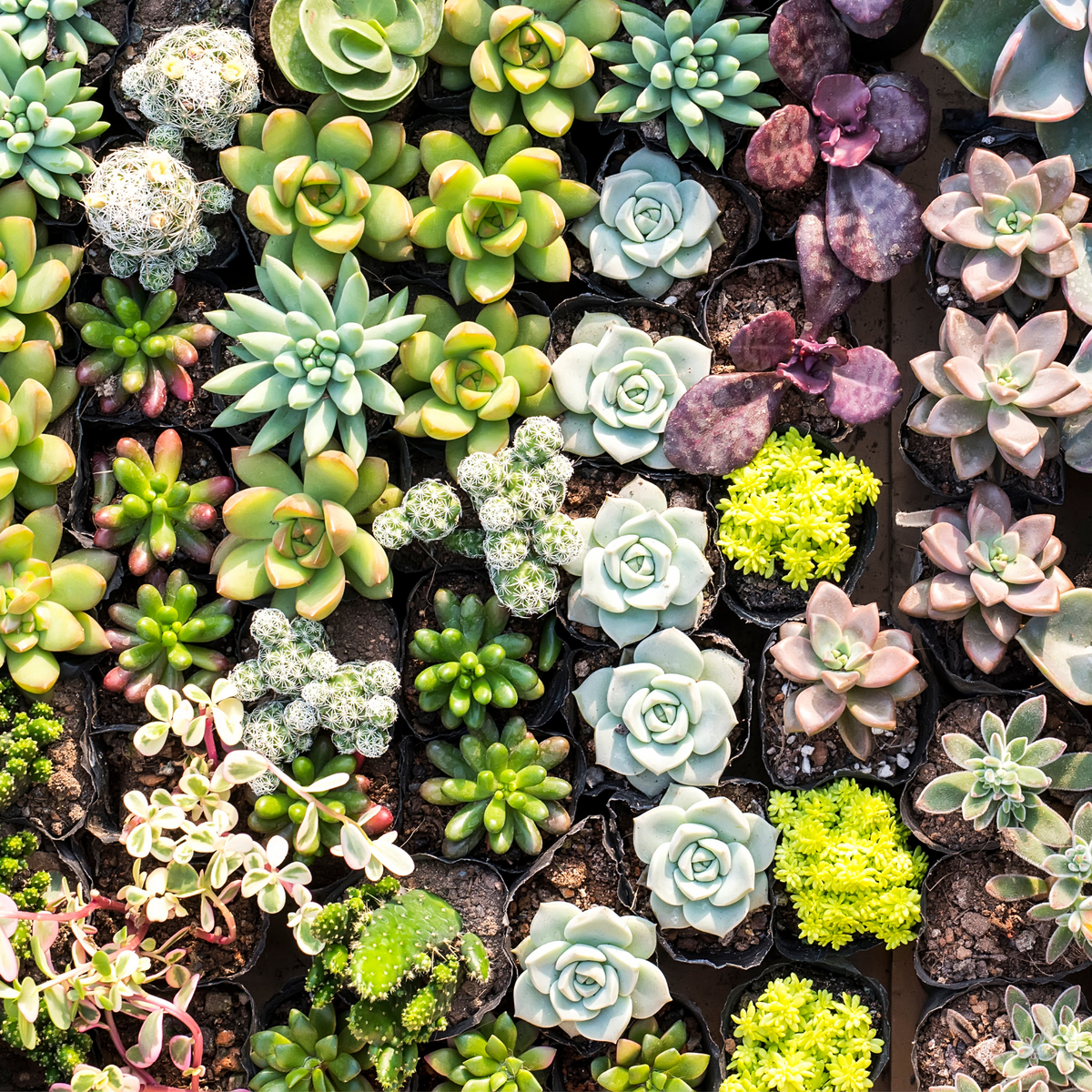 Succulent Bundle