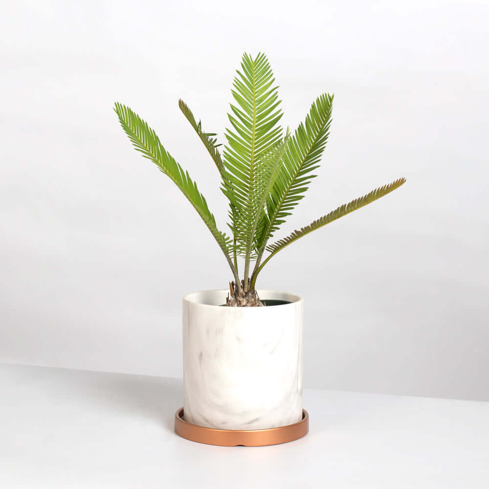 Dioon Mexican Fern Rare Palm