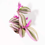 Nanouk Tradescantia Pink Wandering Trailing Plant Verdant Lyfe
