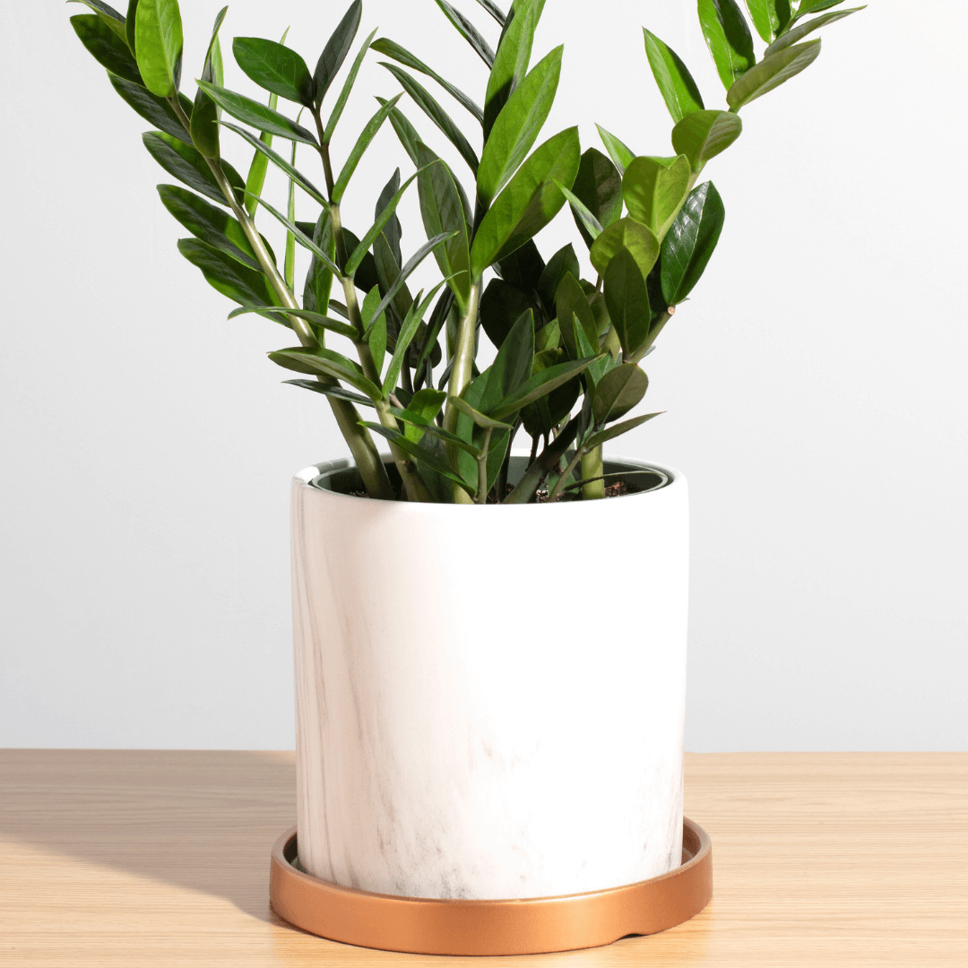 Zanzibar Gem Zamioculcas zamiifolia Green ZZ Plant Verdant Lyfe