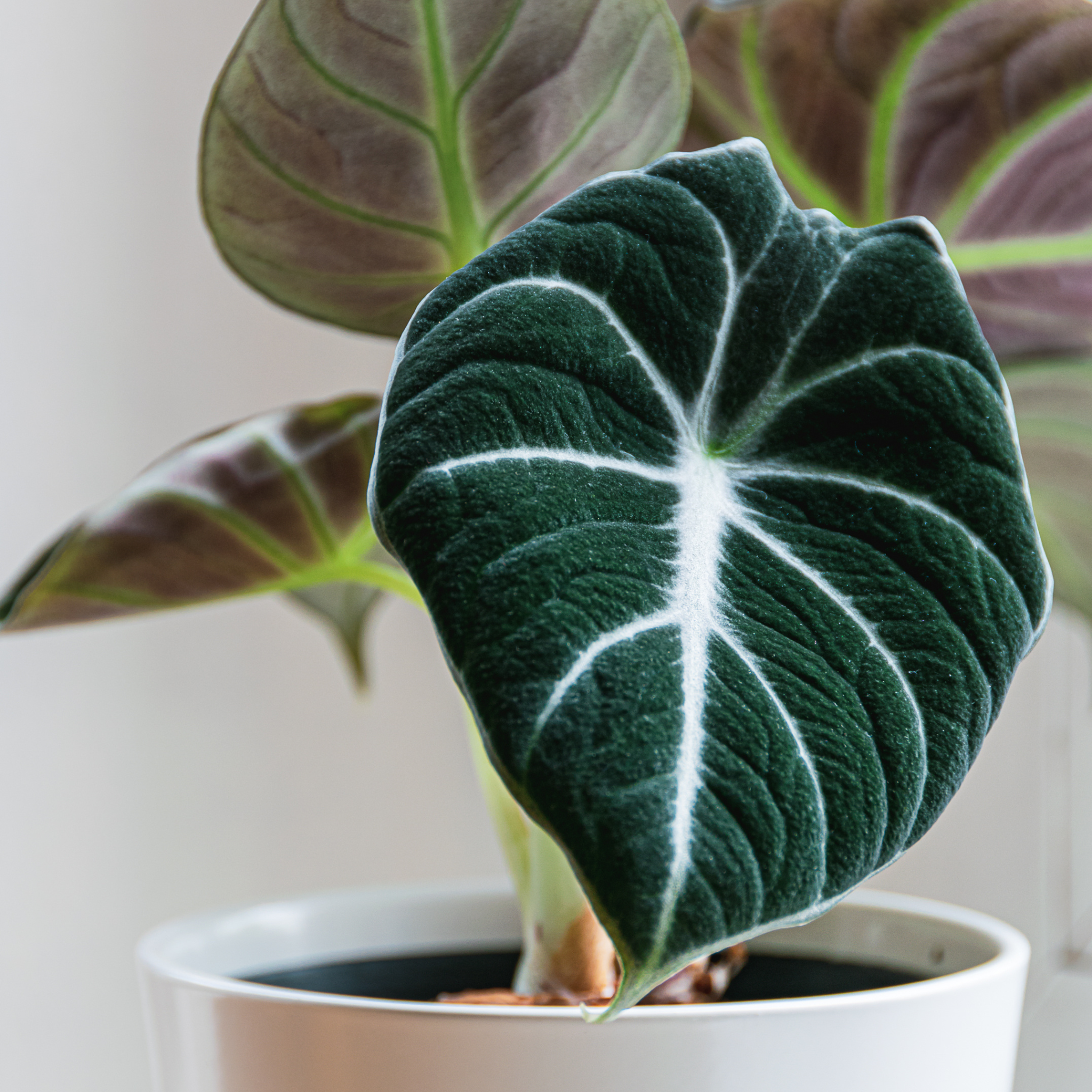 Alocasia Black Velvet – Verdant Lyfe