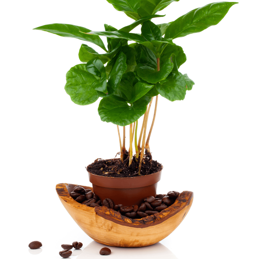 Coffee Plant