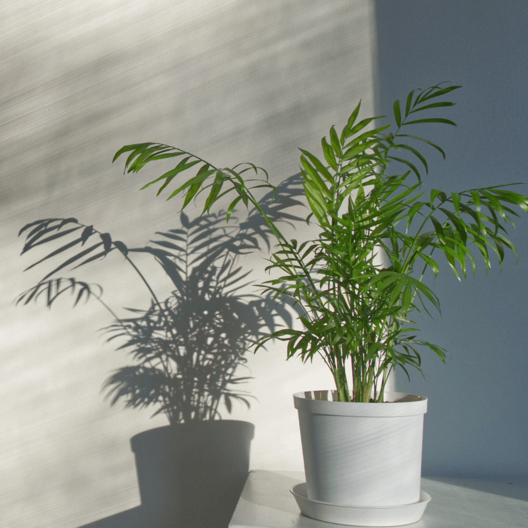 Chamaedorea Elegans neanthe bella Parlor Palm Plant Verdant Lyfe