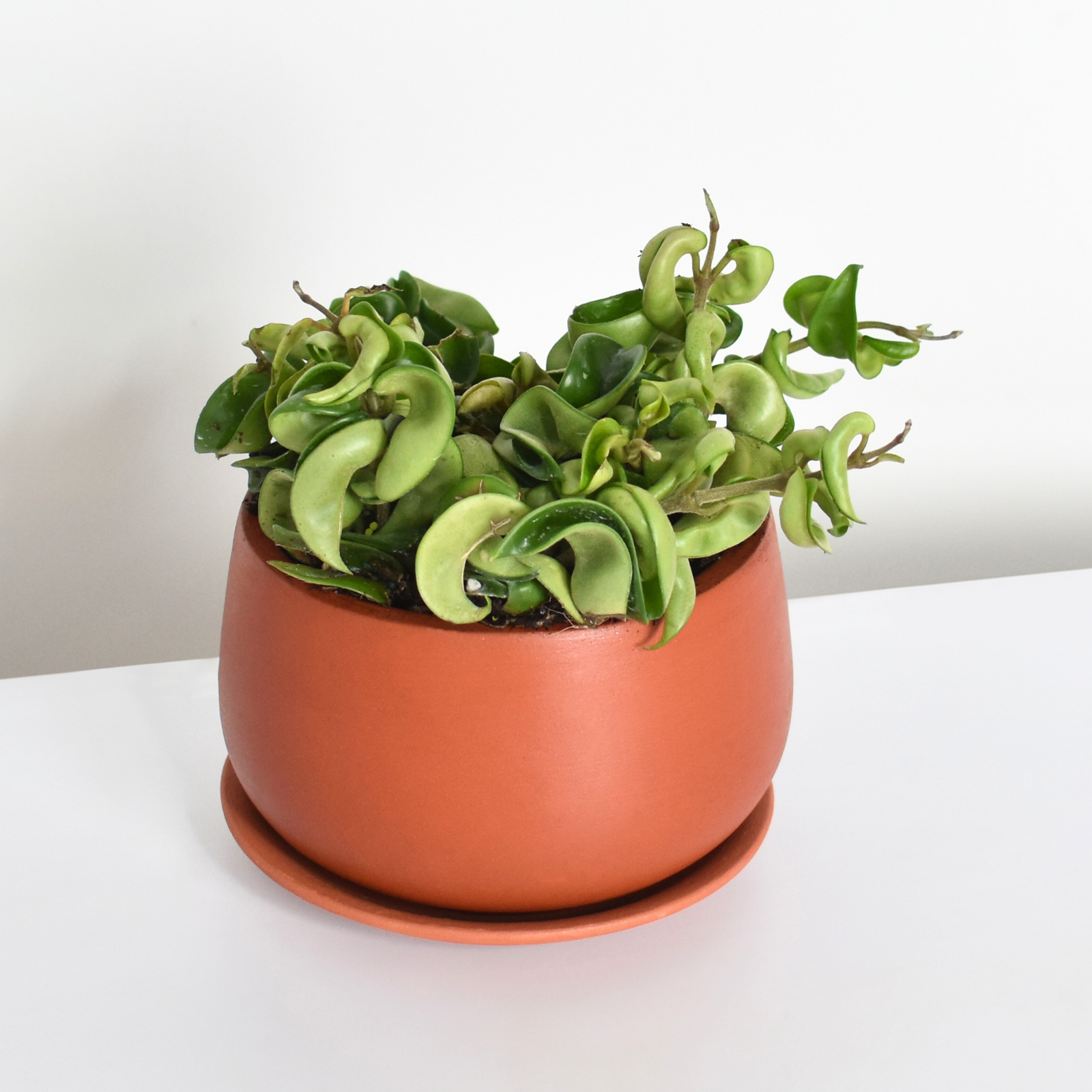 Hoya carnosa 'Compacta' Hindu Curly Rope Plant Krinkle Kurl Verdant Lyfe