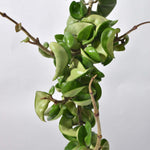 Hoya carnosa 'Compacta' Hindu Curly Rope Plant Krinkle Kurl Verdant Lyfe
