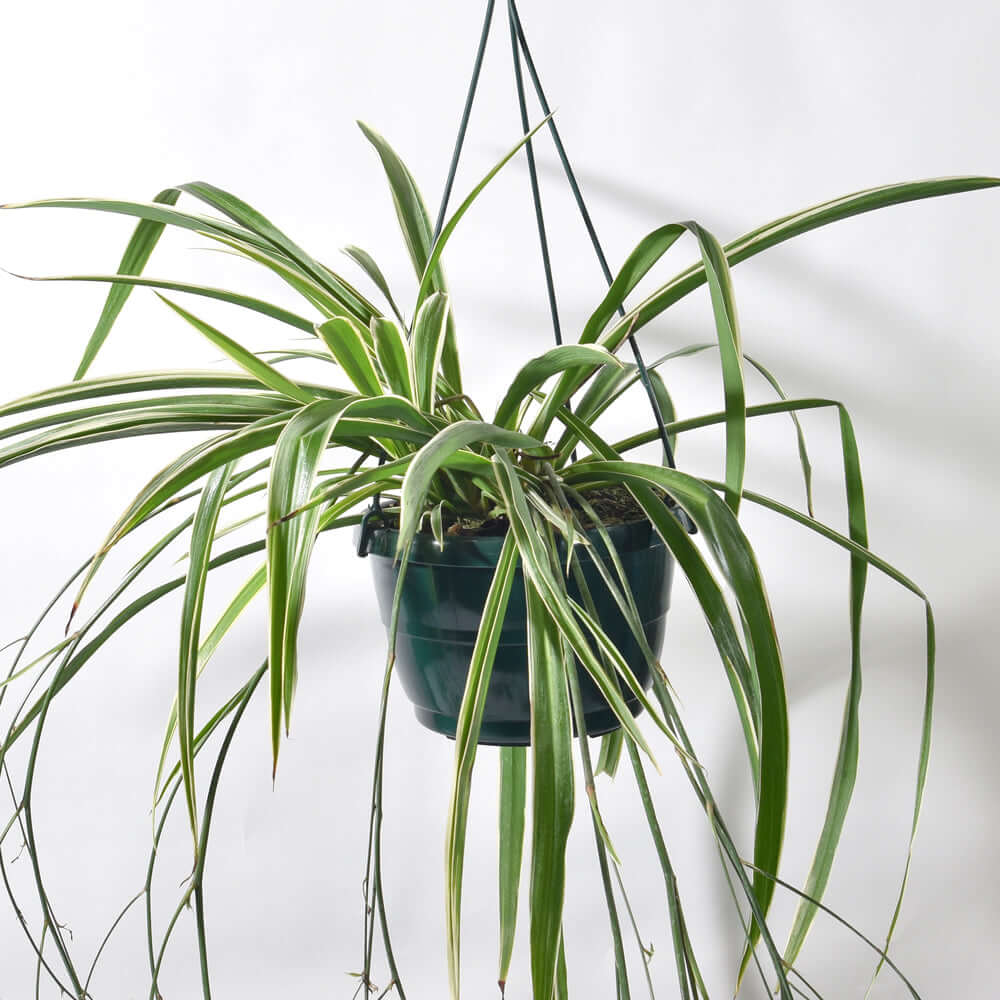 Spider Hardy Plant Chlorophytum Comosum Variegated Houseplant Verdant Lyfe