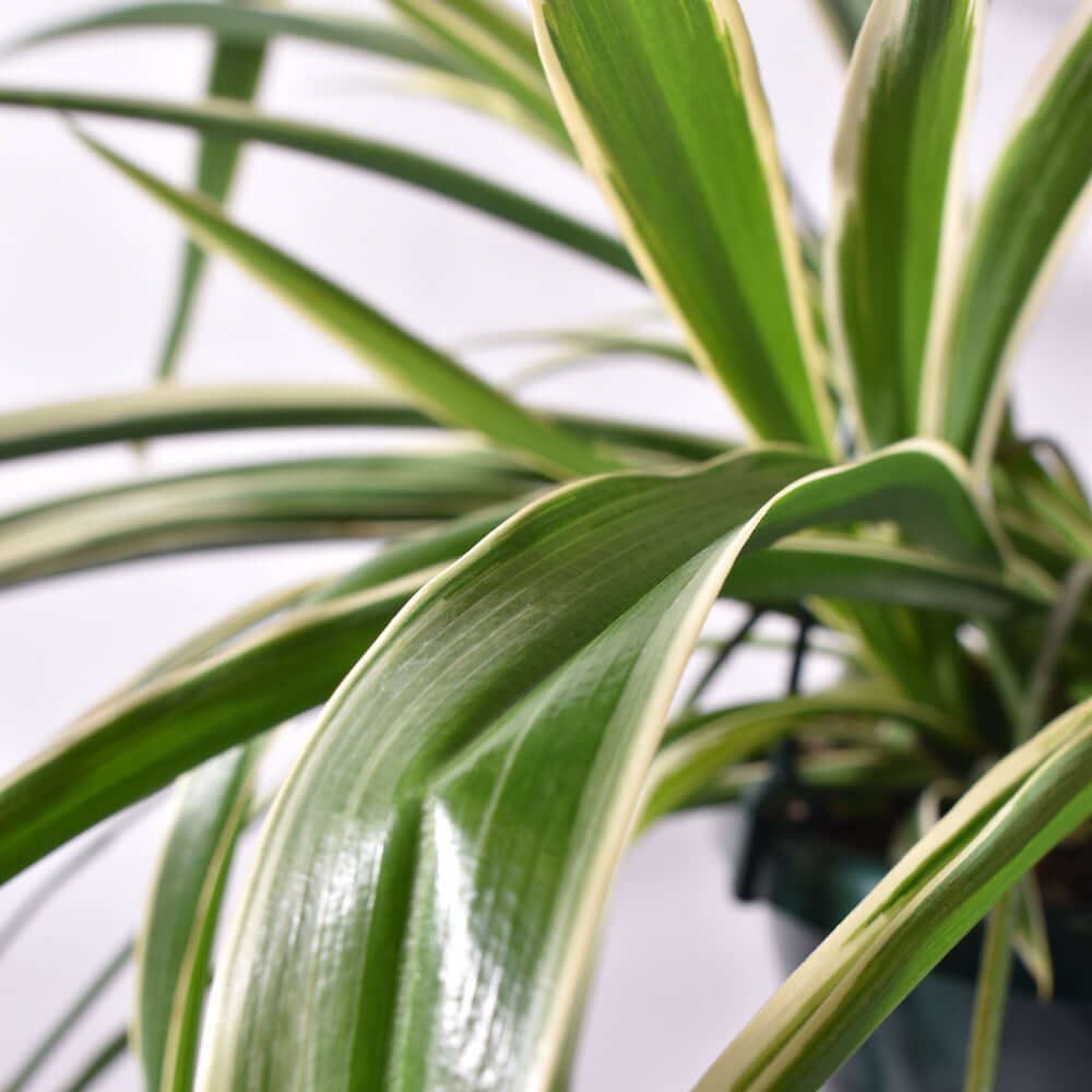 Spider Hardy Plant Chlorophytum Comosum Variegated Houseplant Verdant Lyfe