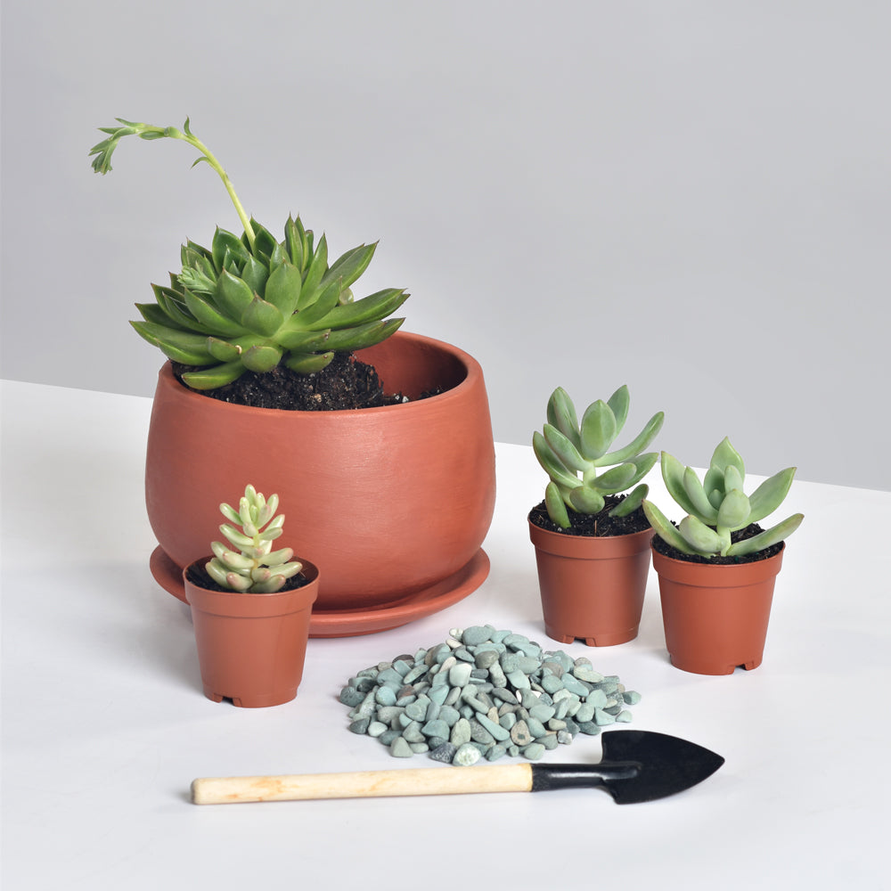 Succulent Arrangement Workshop - Thursday, January 29th 2026, at 6:00 pm