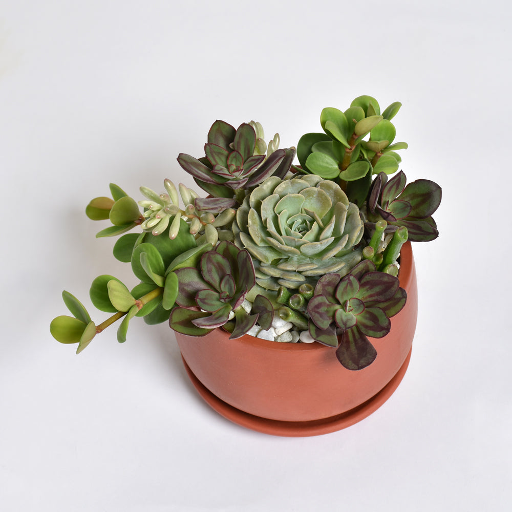 Succulent Arrangement Workshop - Thursday, January 29th 2026, at 6:00 pm