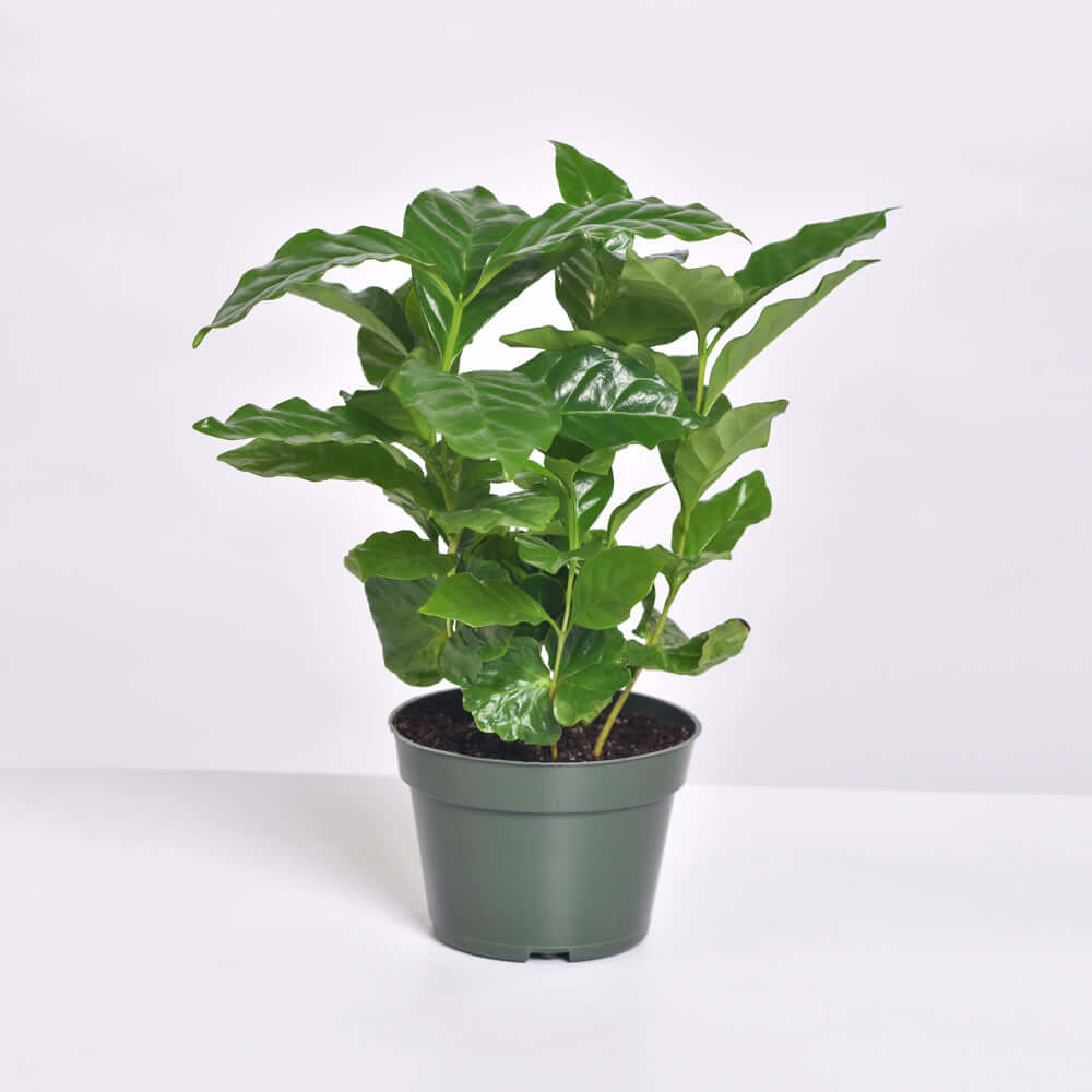 Coffee Plant