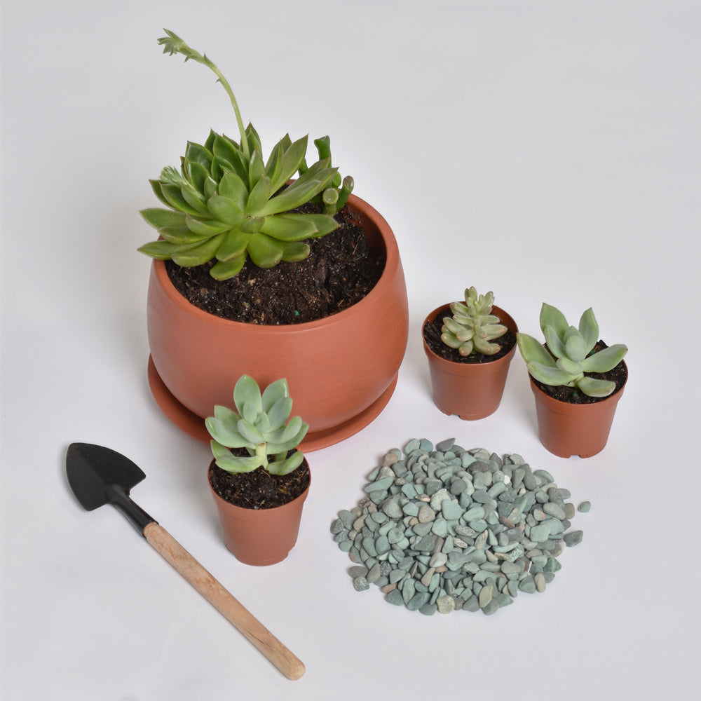 Succulent Arrangement Workshop - Thursday, January 29th 2026, at 6:00 pm