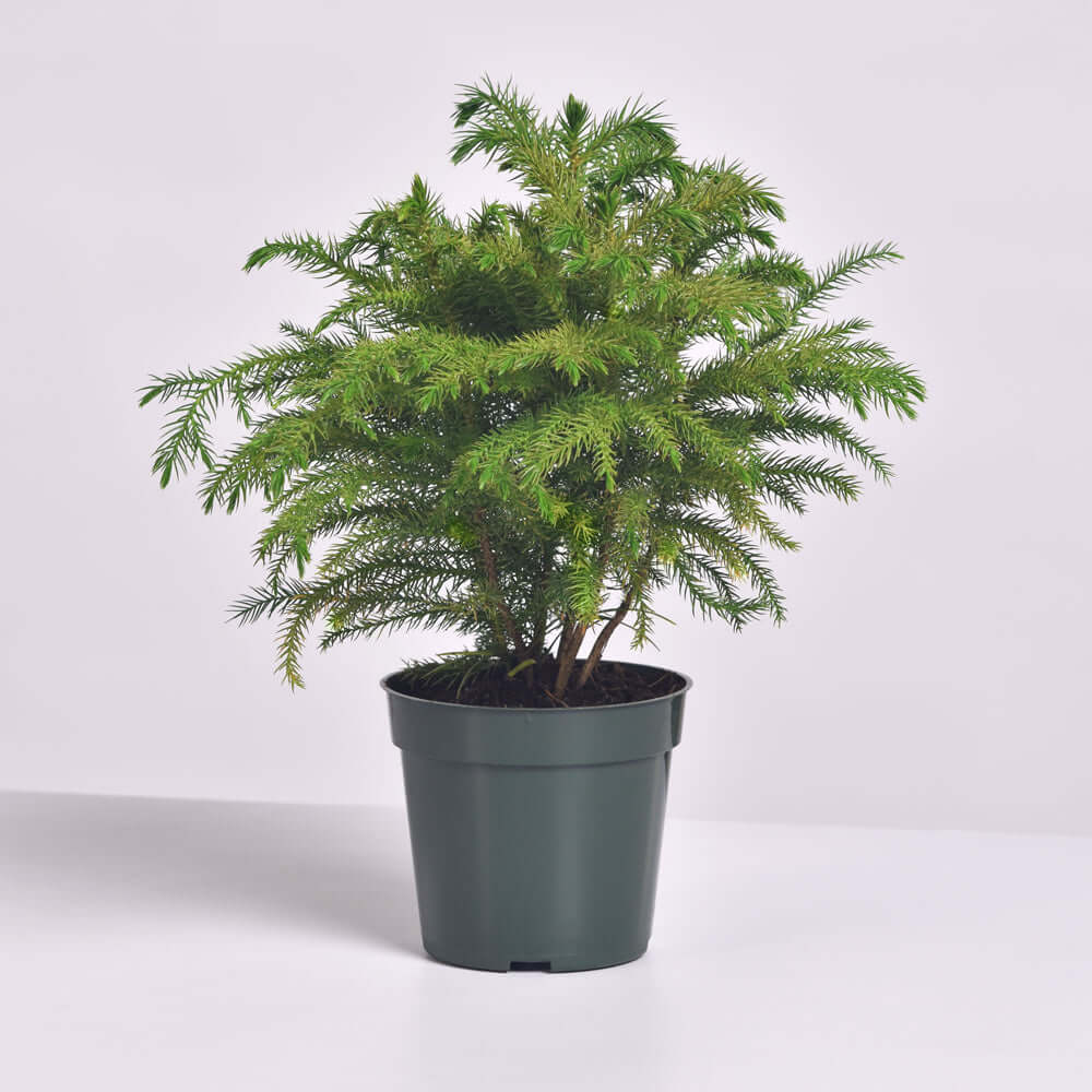 Norfolk Island Pine