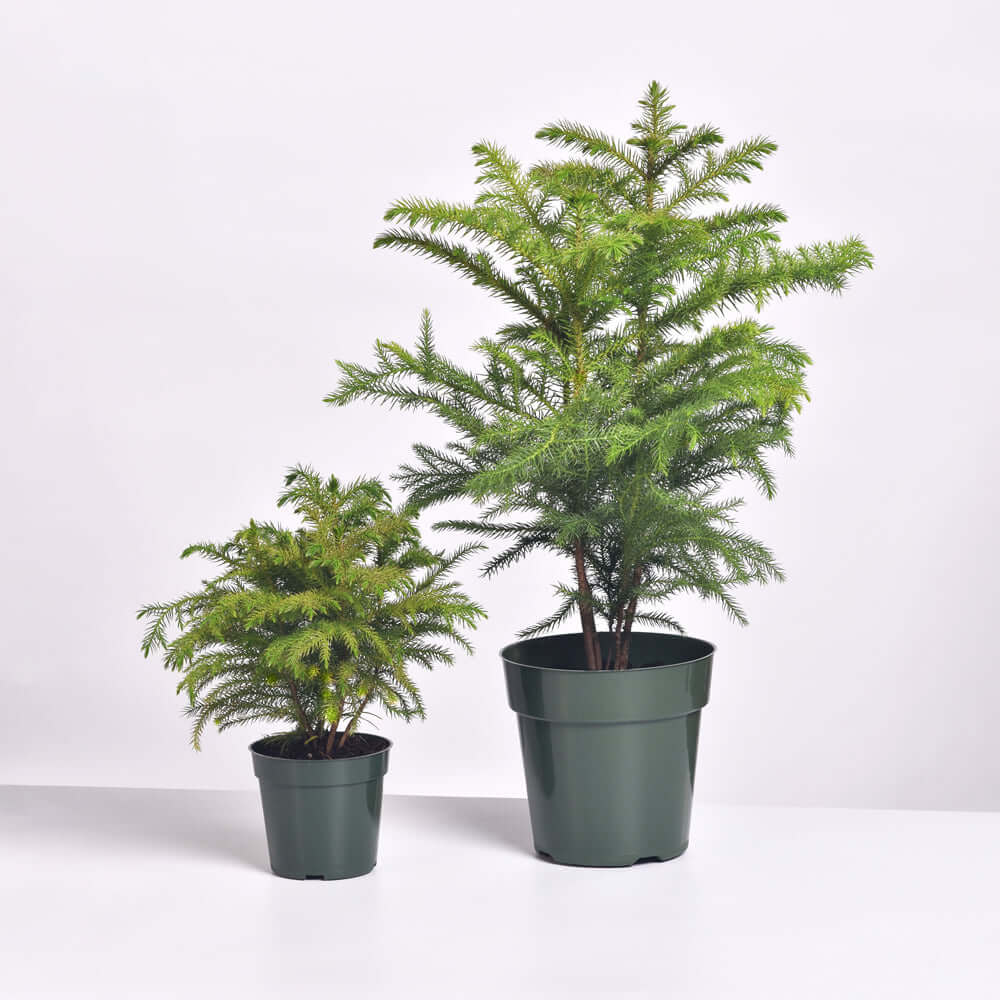 Norfolk Island Pine