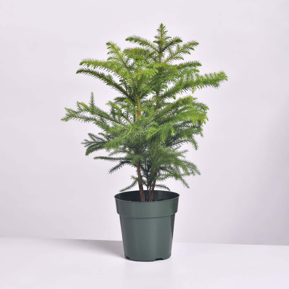 Norfolk Island Pine