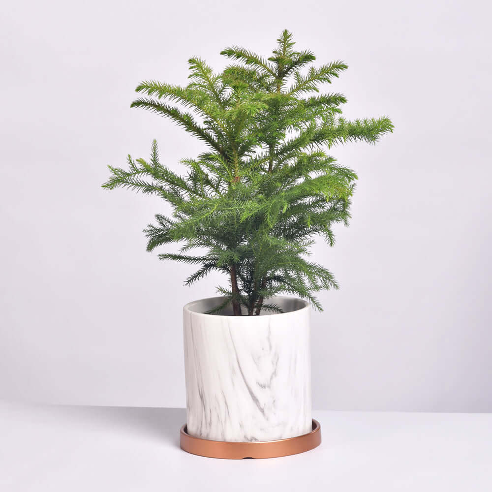 Norfolk Island Pine