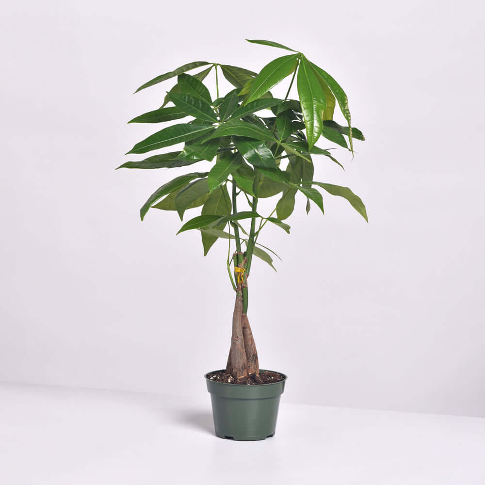 Lucky Braided Money Tree Plant