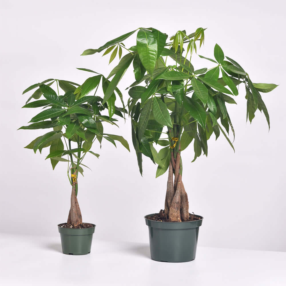 Lucky Braided Money Tree Plant