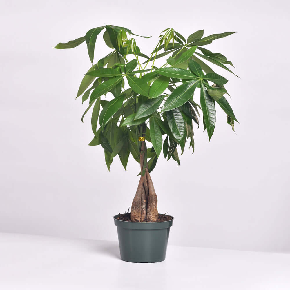 Lucky Braided Money Tree Plant