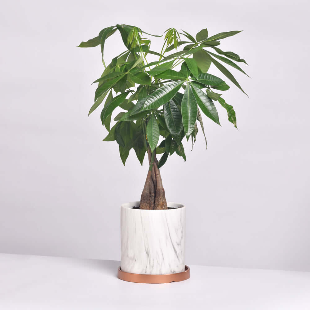 Lucky Braided Money Tree Plant