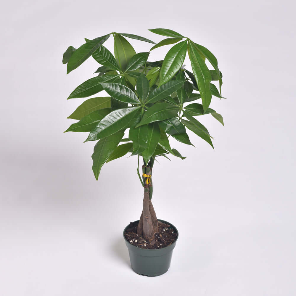 Lucky Braided Money Tree Plant