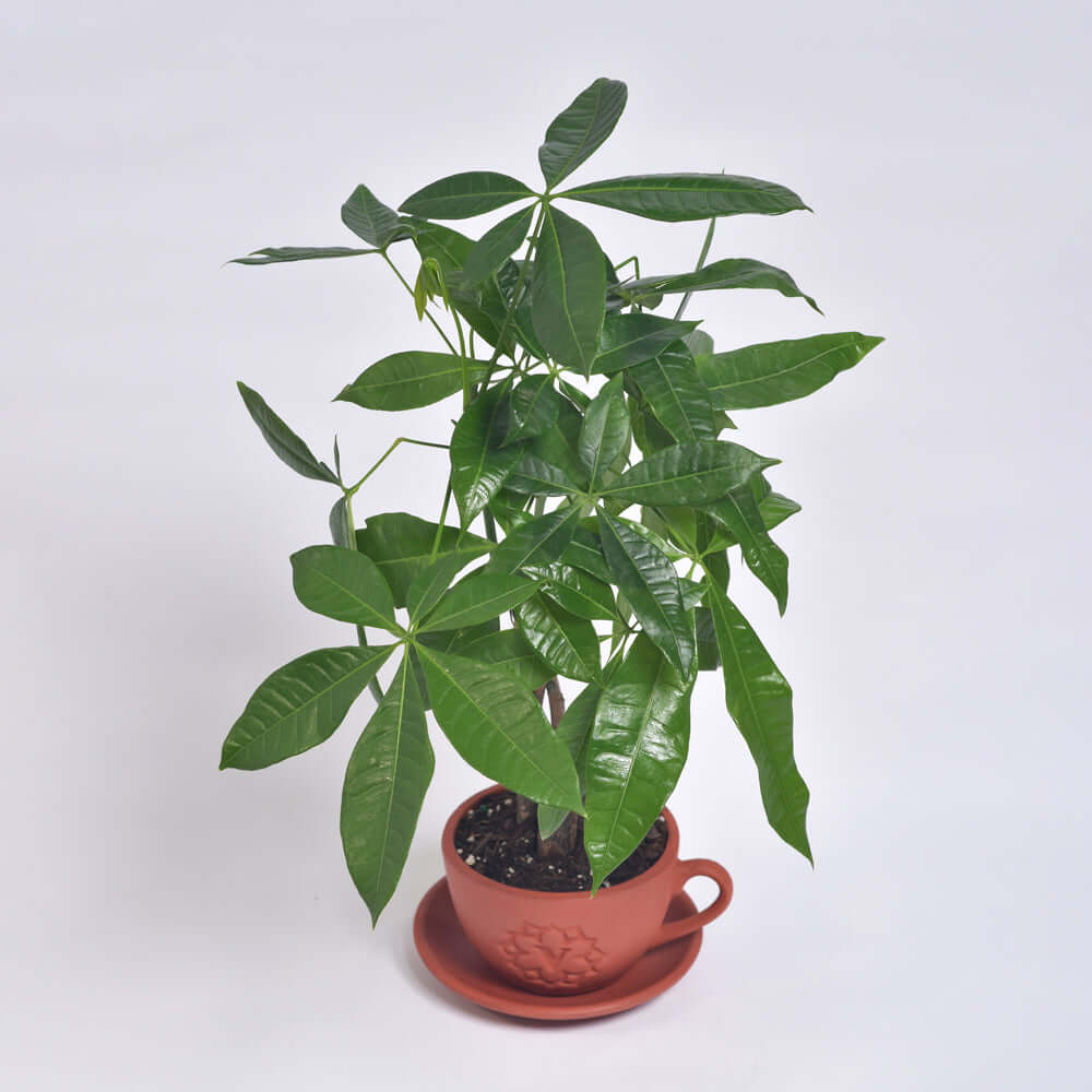 Lucky Braided Money Tree Plant