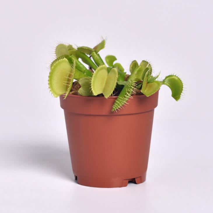 Green Venus Fly Trap Carnivorous Plant Verdant Lyfe