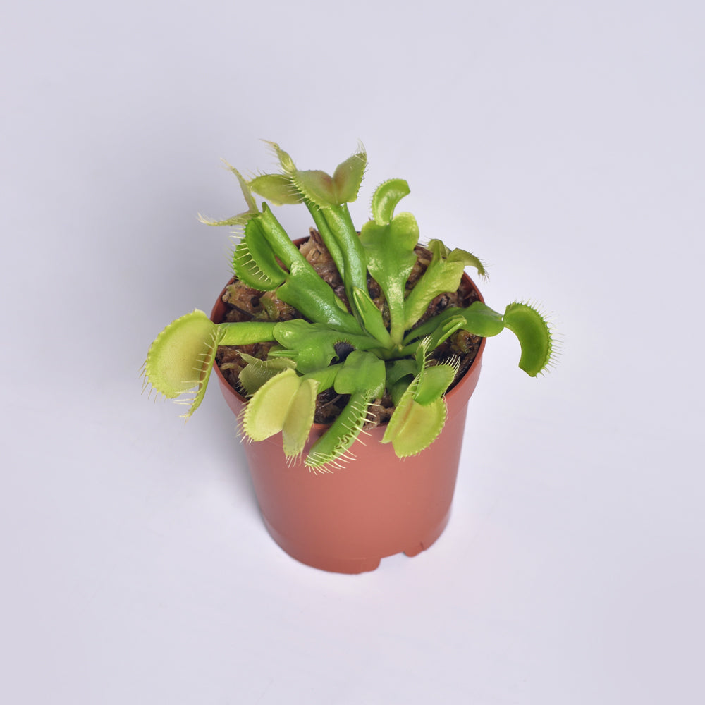 Green Venus Flytrap Carnivorous Plant