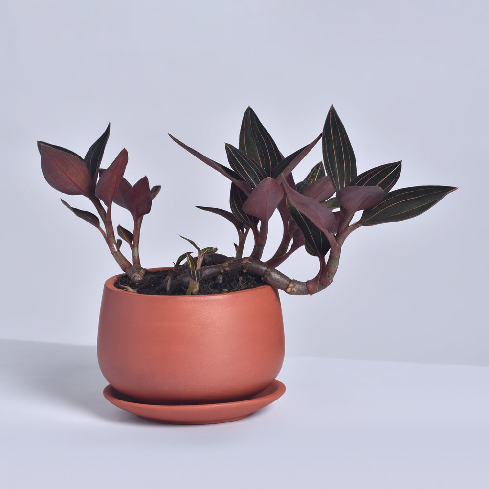 Jewel Orchid Ludisia Discolor