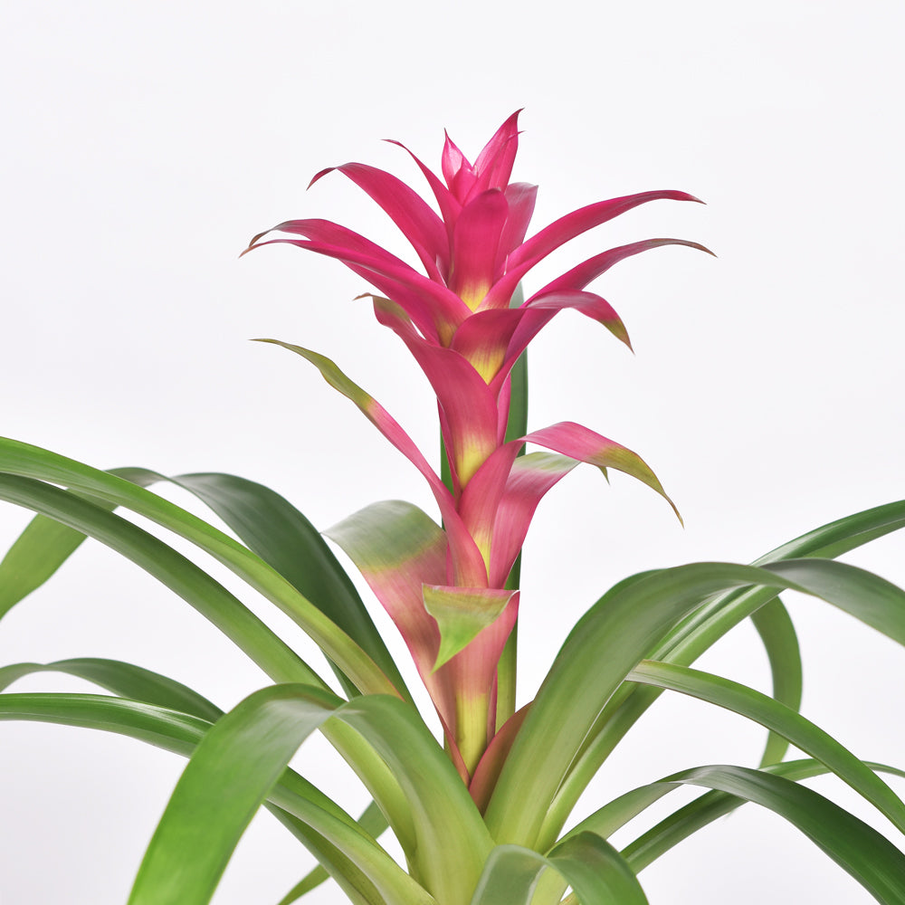 Guzmania 'Viola' Pink Bromeliad